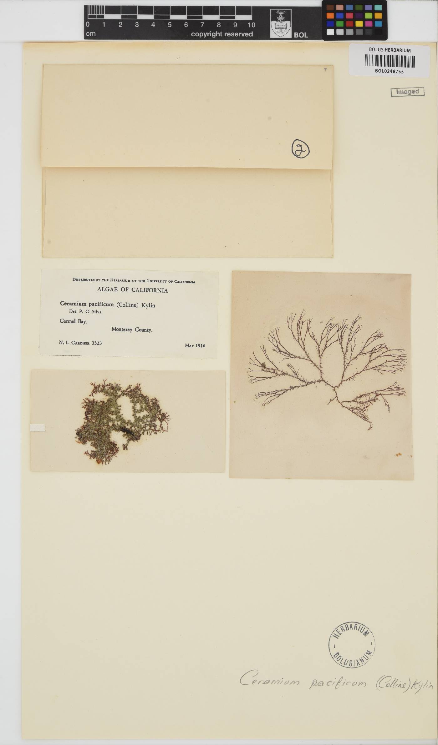 Ceramothamnion pacificum image