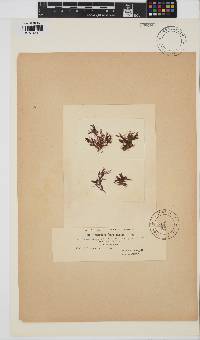Image of Ceramium gaditanum