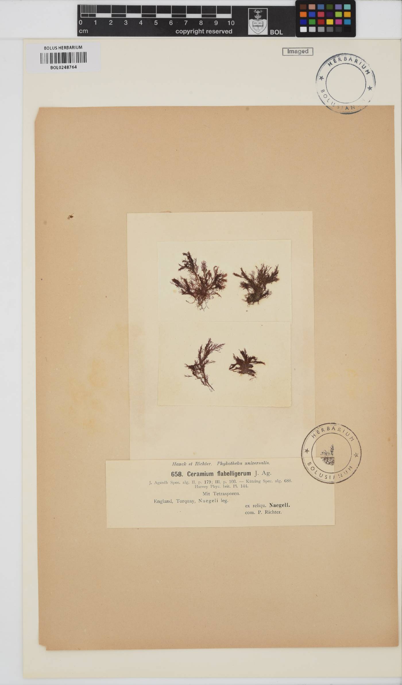 Ceramium gaditanum image