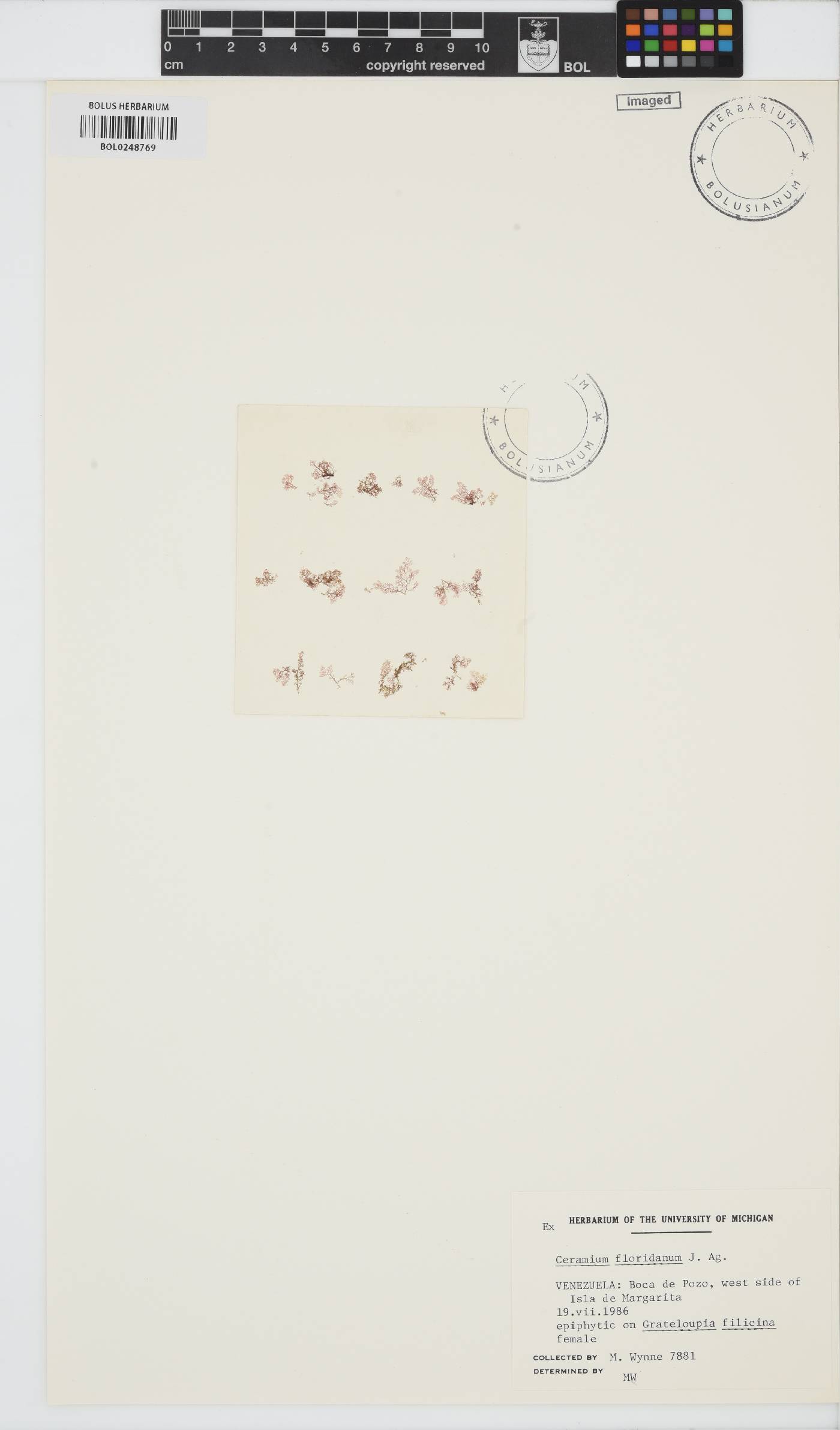 Ceramium floridanum image