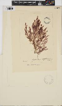 Ceramium diaphanum image