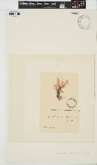 Centroceras clavulatum image