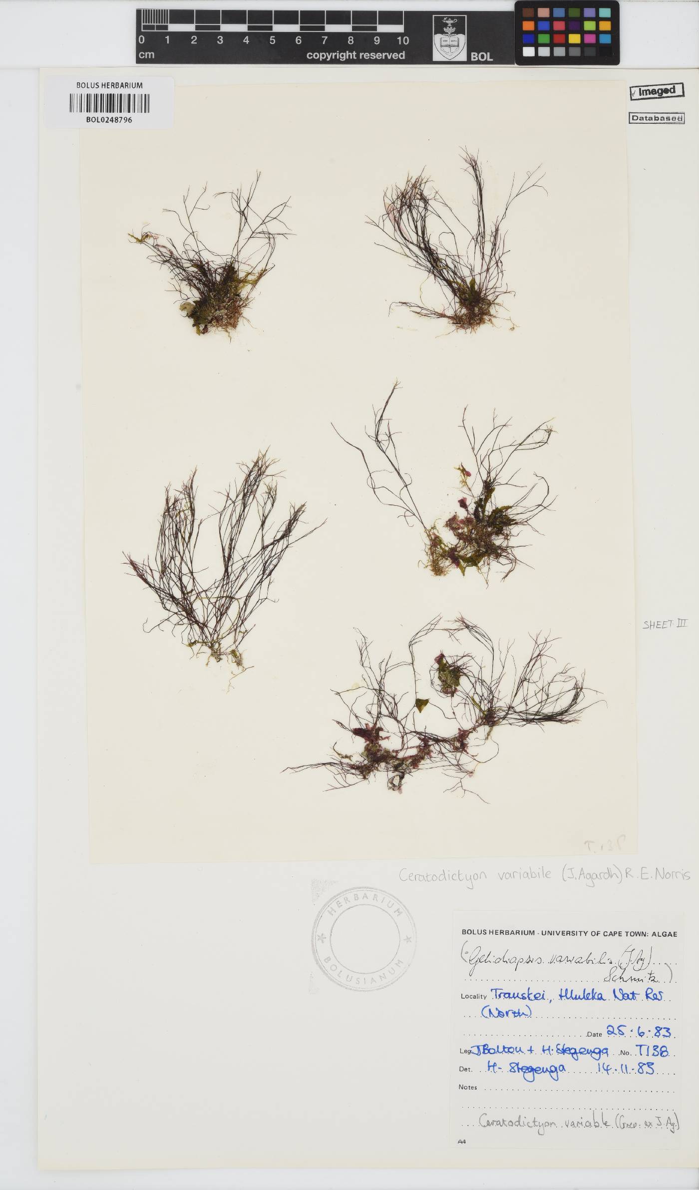 Ceratodictyon variabile image