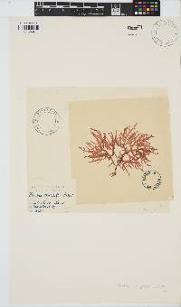Champia compressa image