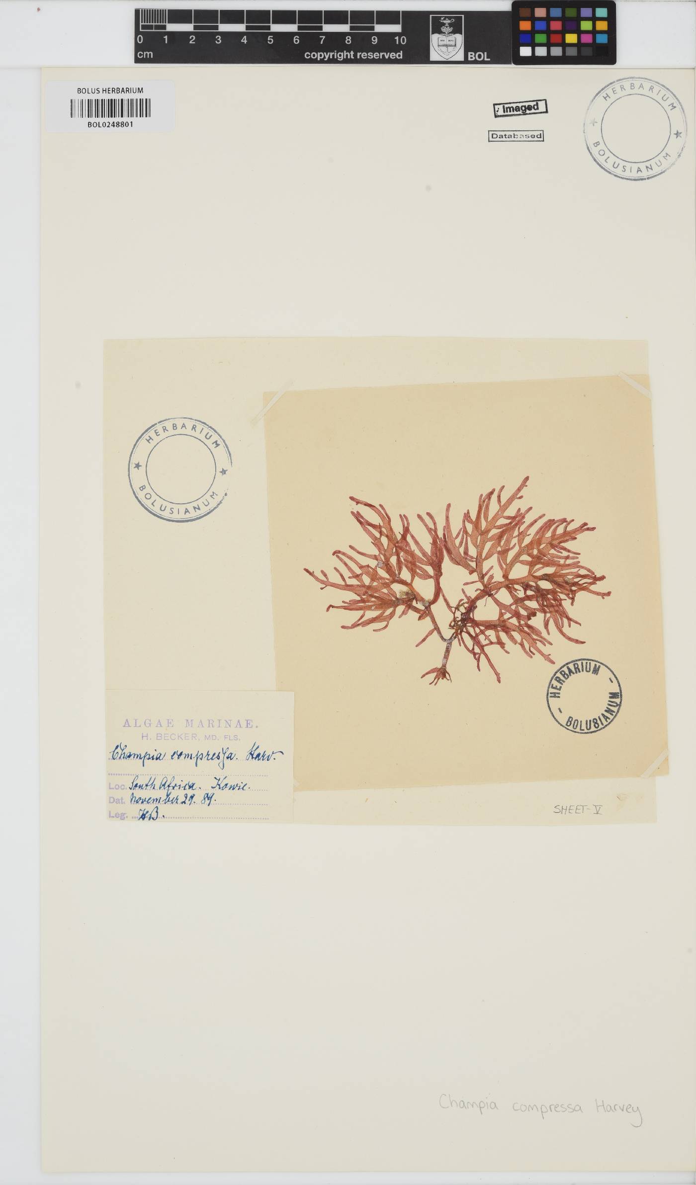Champia compressa image