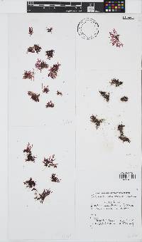 Champia compressa image