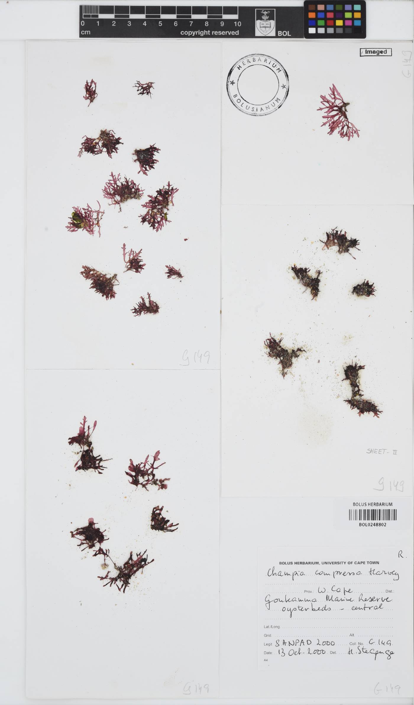 Champia compressa image