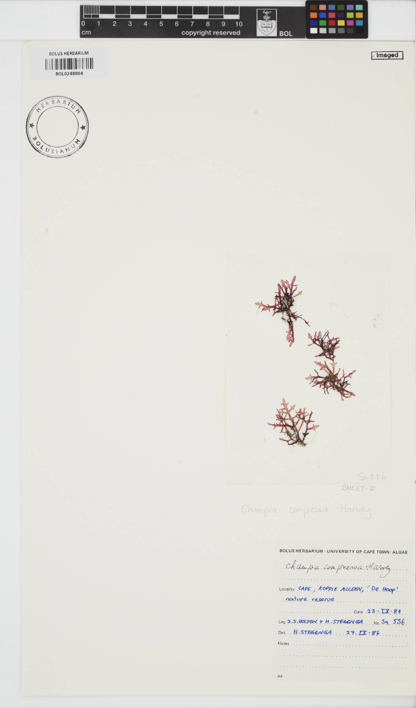 Champia compressa image