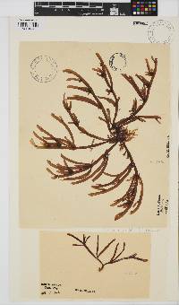 Champia lumbricalis image