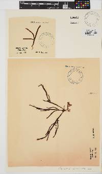 Champia lumbricalis image