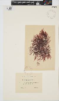 Champia parvula image
