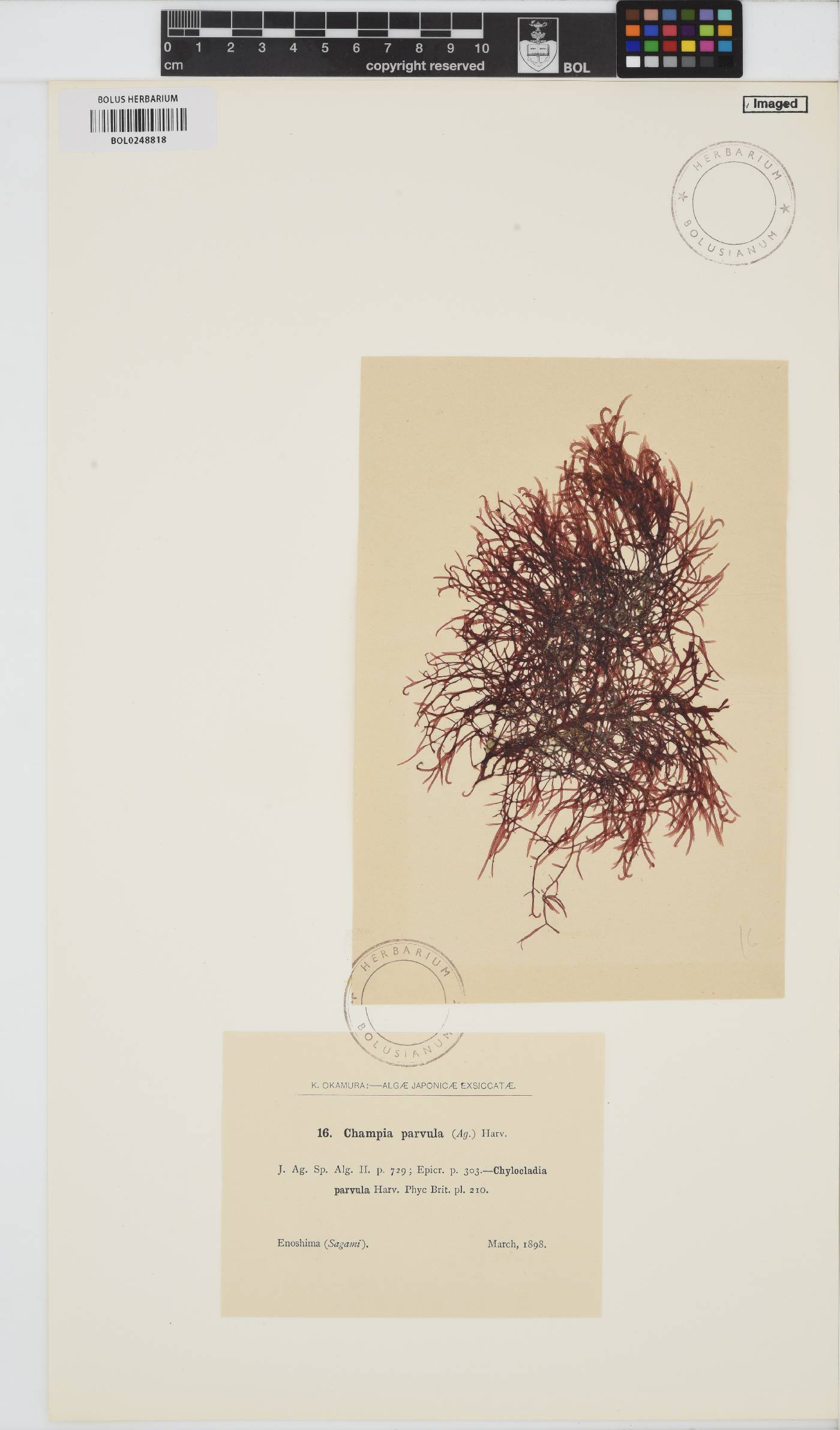 Champia parvula image