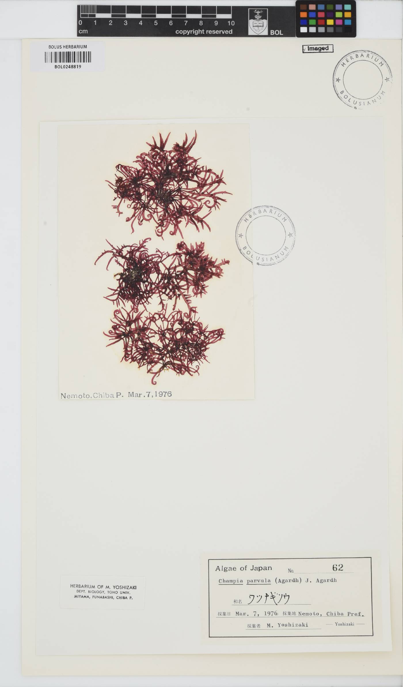 Champia parvula image