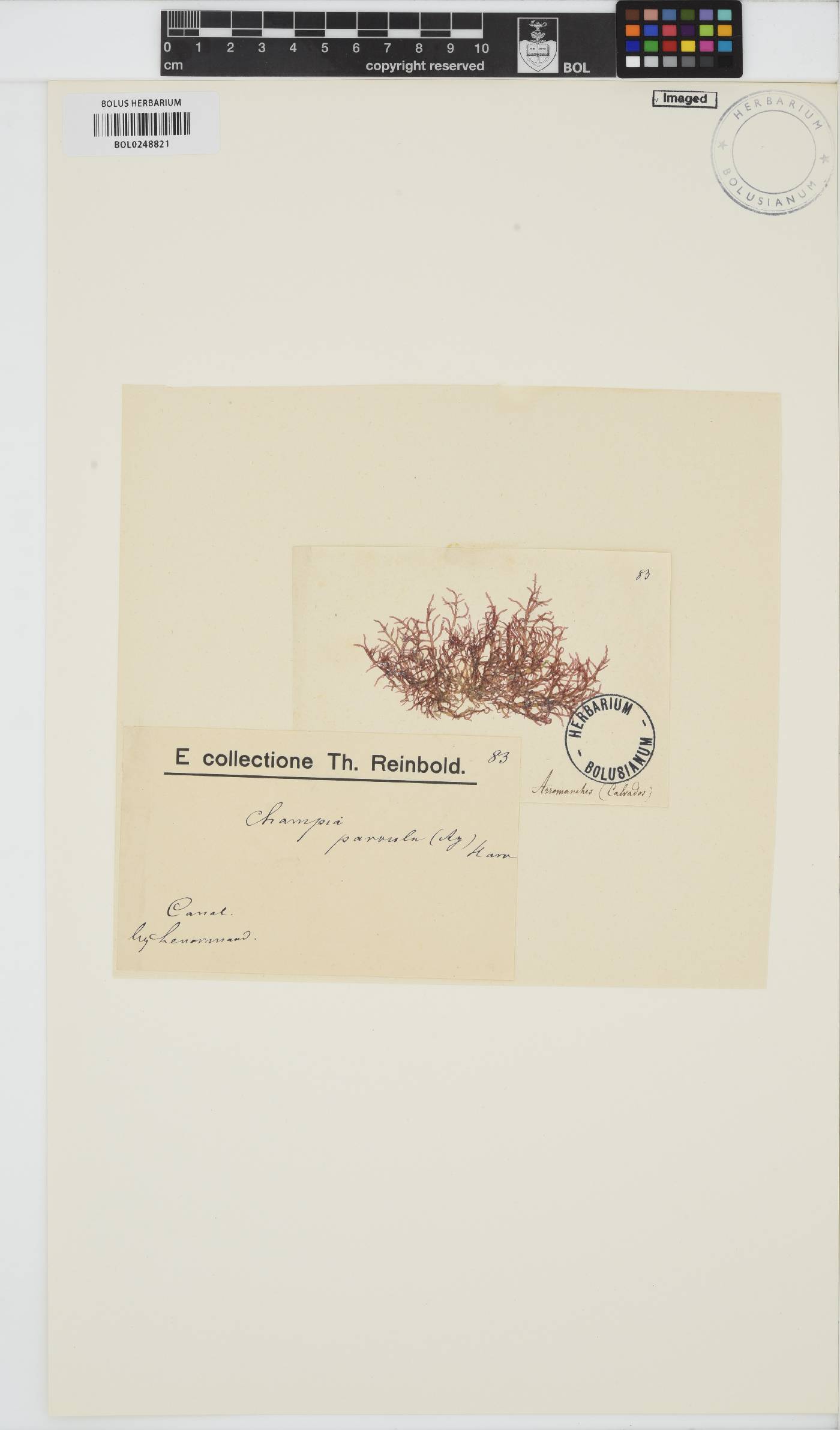 Champia parvula image