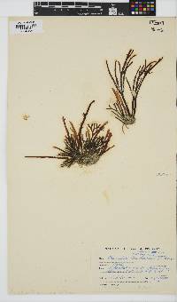 Champia lumbricalis image