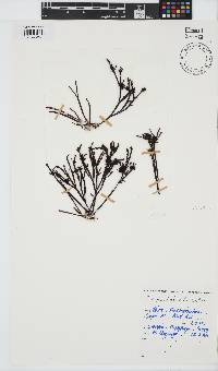 Champia lumbricalis image