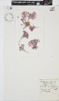 Jania prolifera image