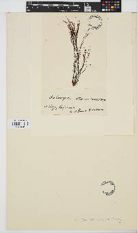Image of Chondria atropurpurea