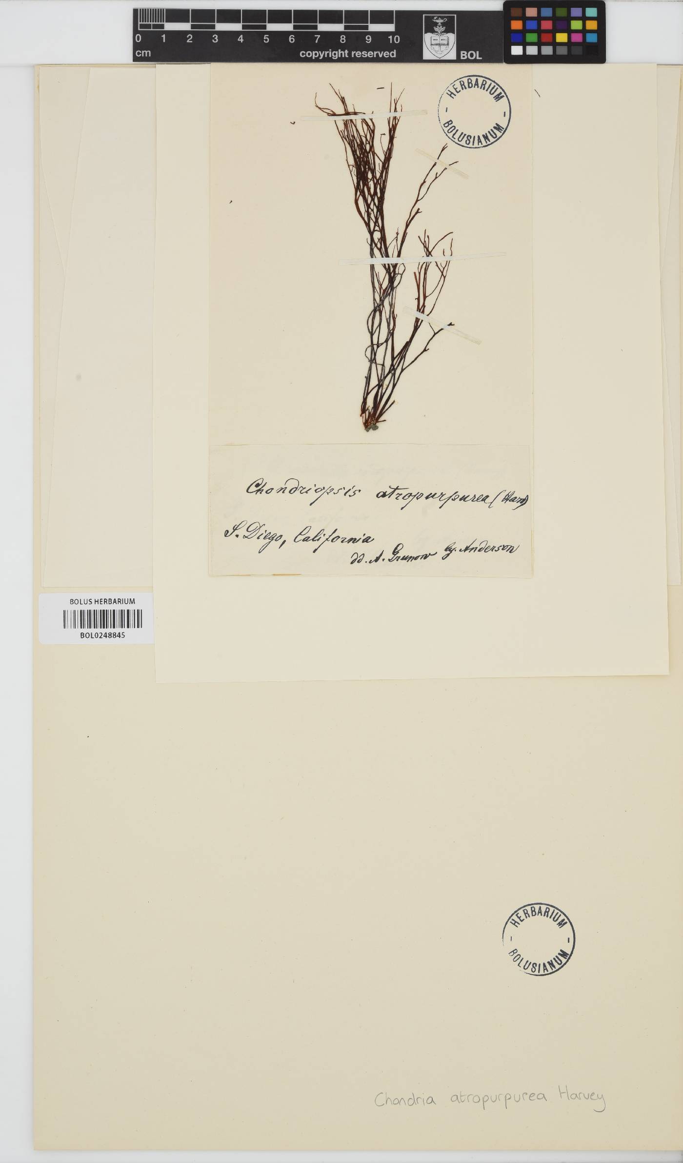 Chondria atropurpurea image