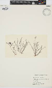 Chondria atropurpurea image