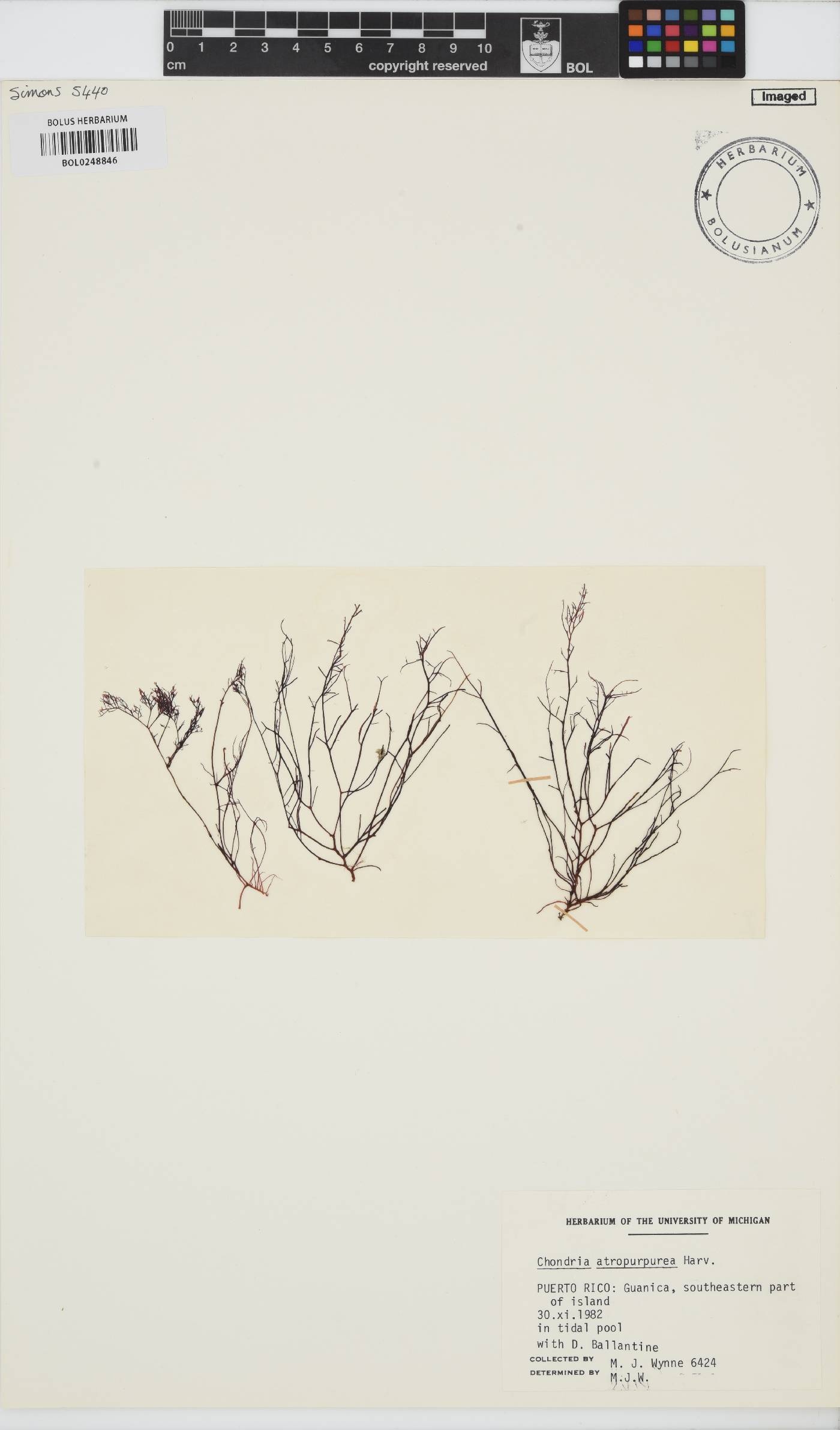 Chondria atropurpurea image