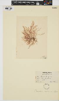 Image of Chondria baileyana