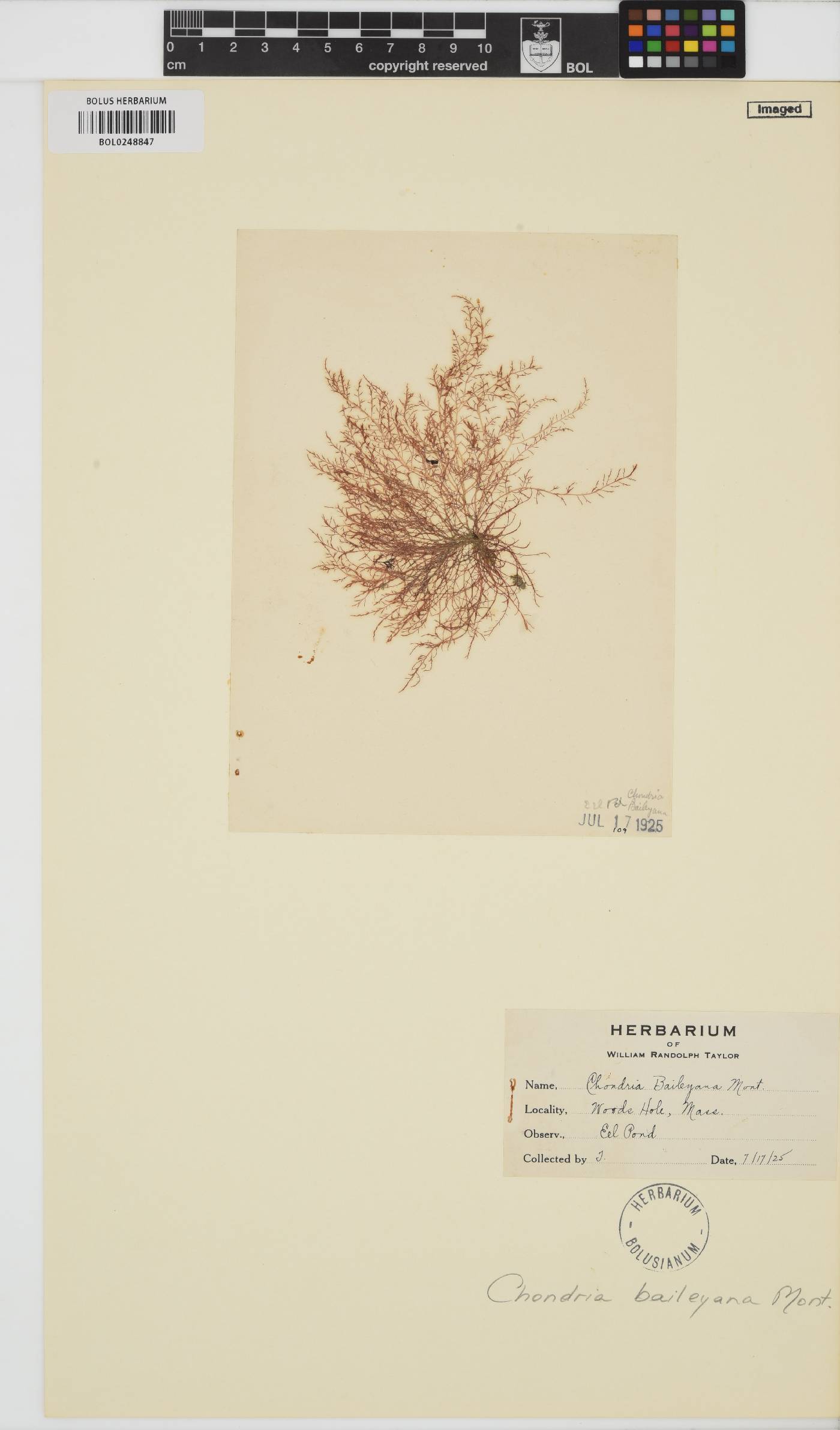 Chondria baileyana image