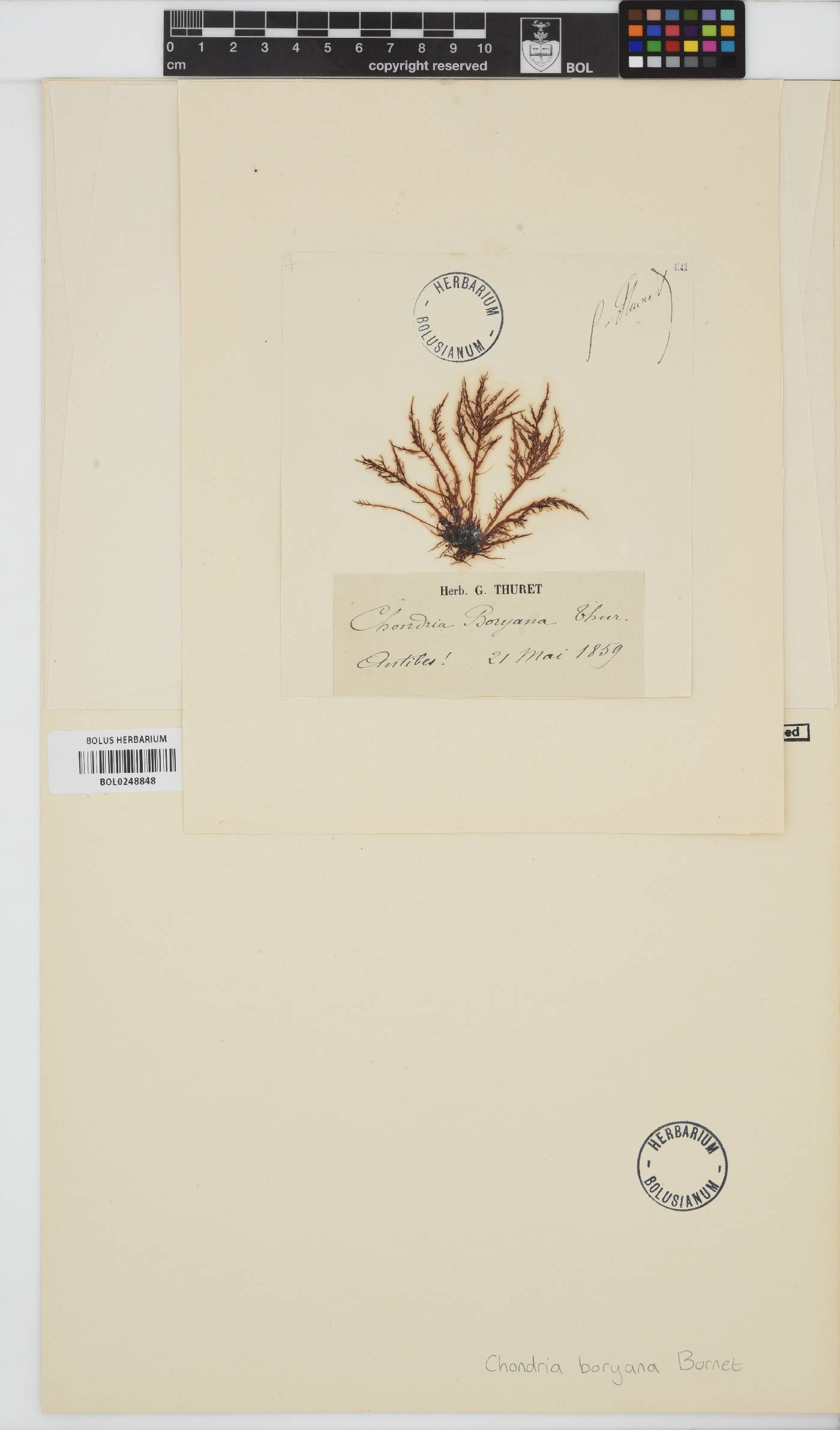 Chondria mediterranea image