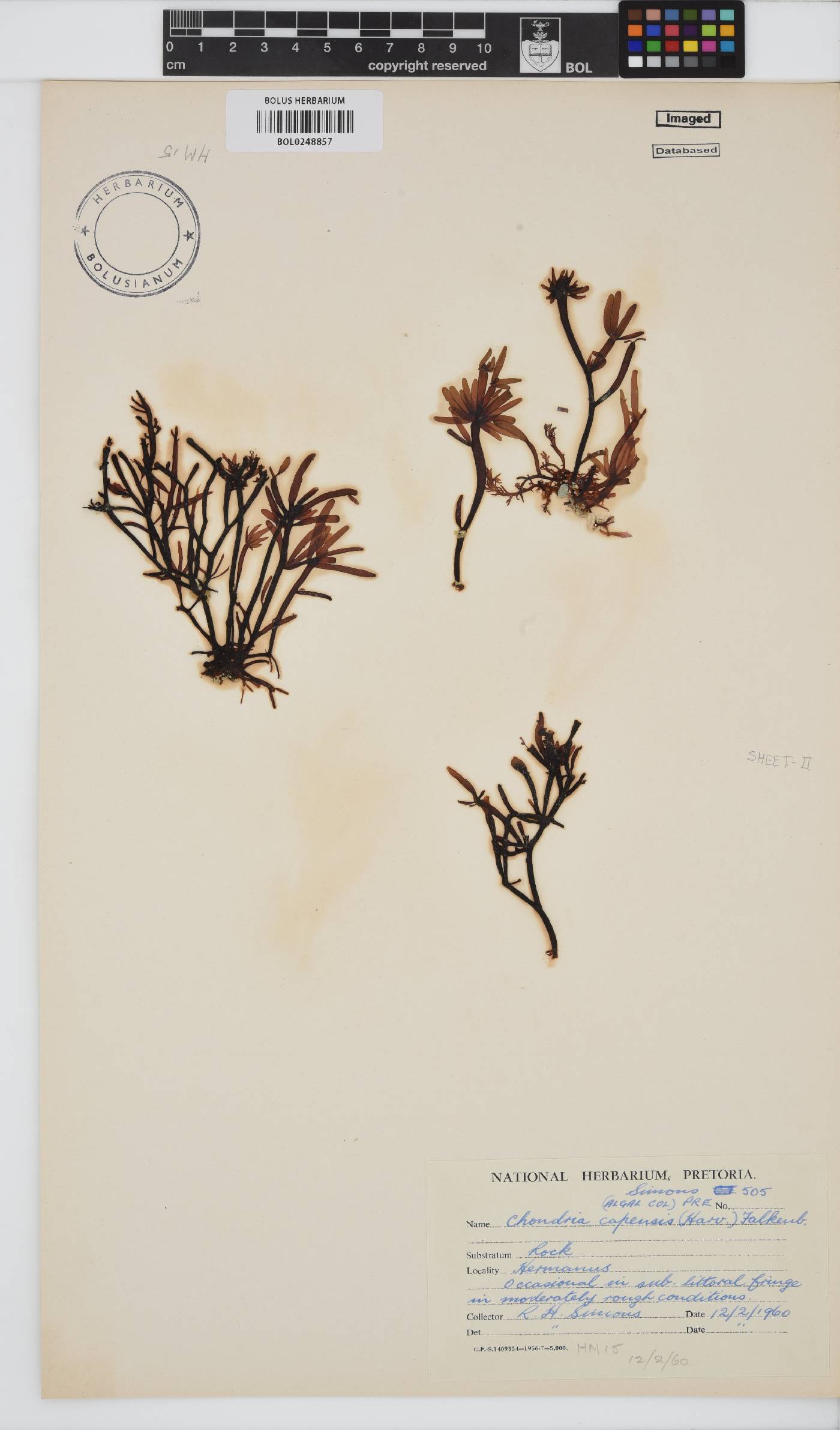 Chondria capensis image
