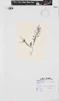 Chondria dasyphylla image