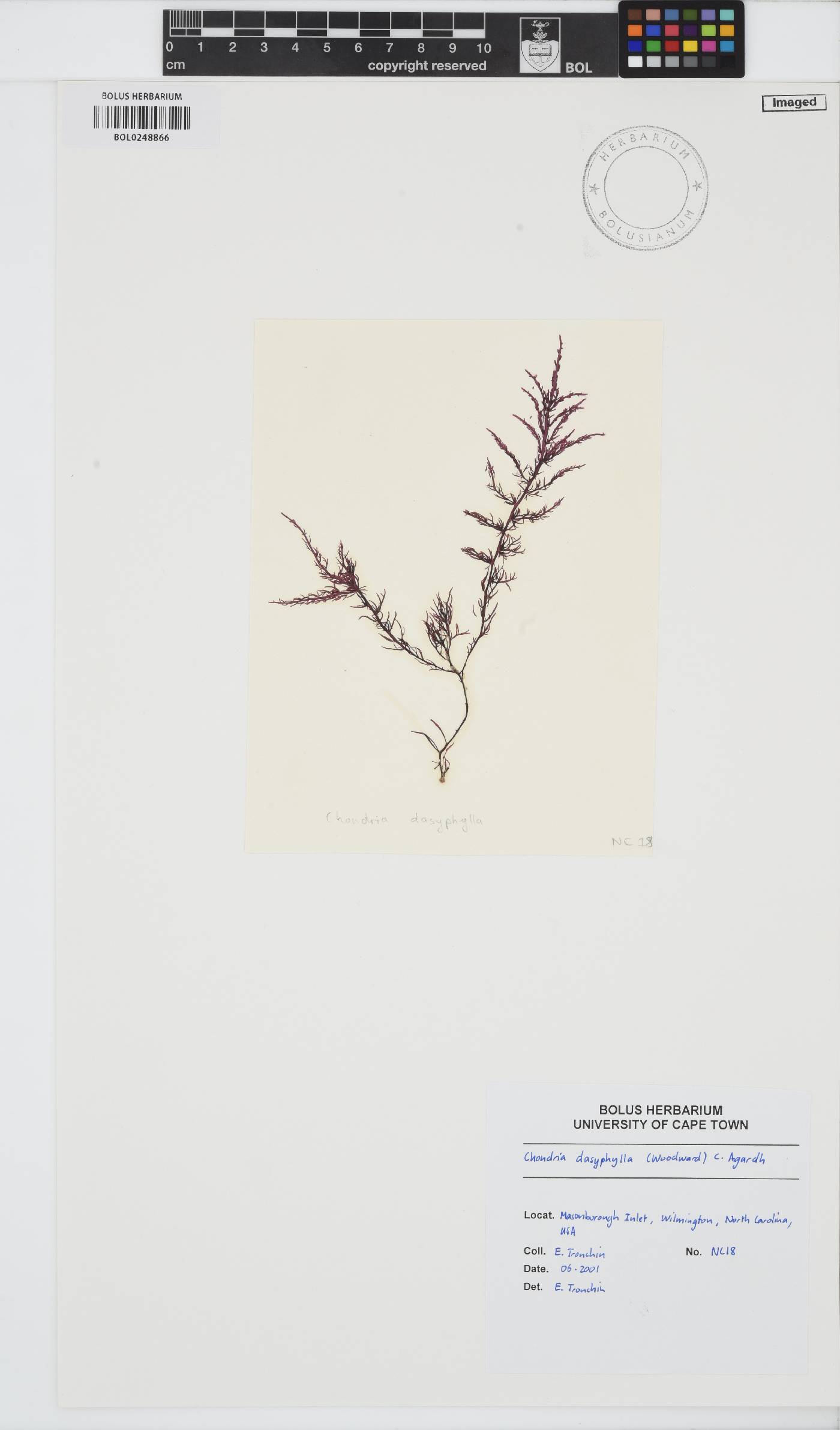 Chondria dasyphylla image