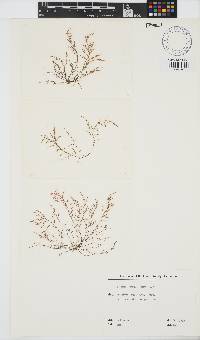 Chondria dasyphylla image