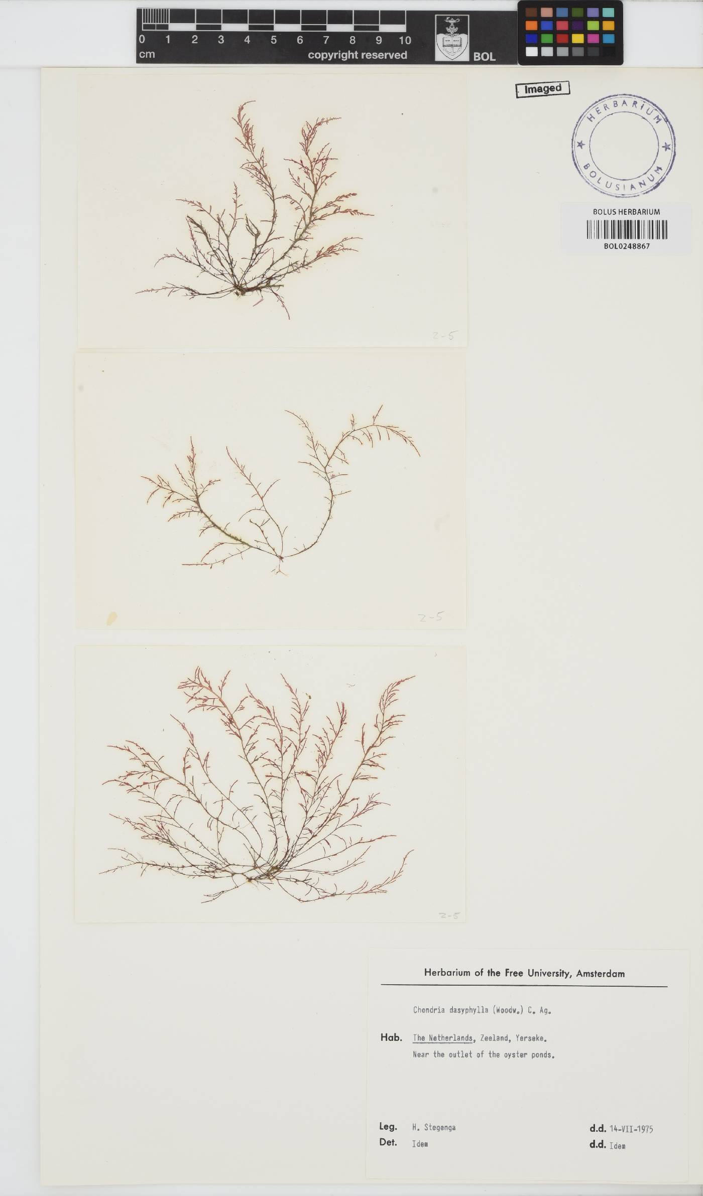 Chondria dasyphylla image