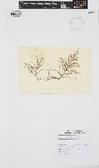 Chondria littoralis image