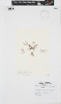Yuzurua poiteaui image