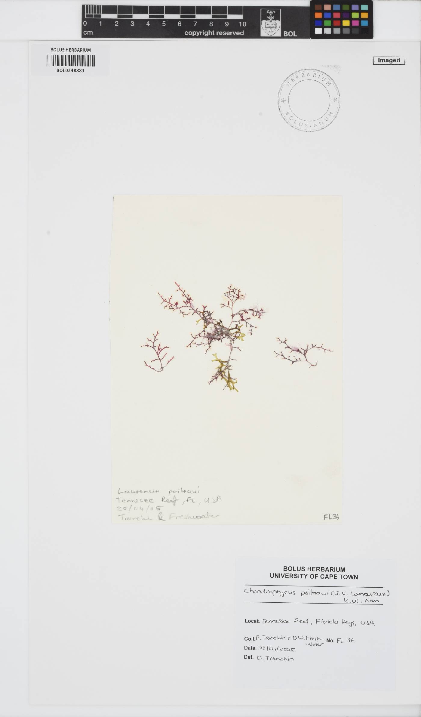 Yuzurua poiteaui image