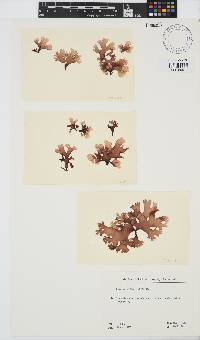 Chondrus crispus image