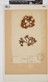 Chondrus crispus image