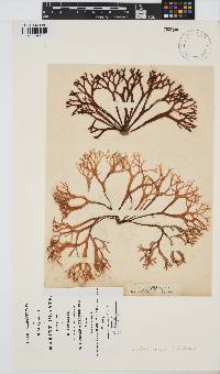 Chondrus crispus image