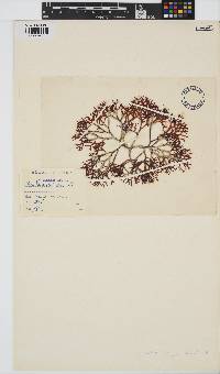 Chondrus crispus image