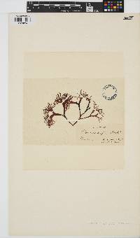Chondrus crispus image