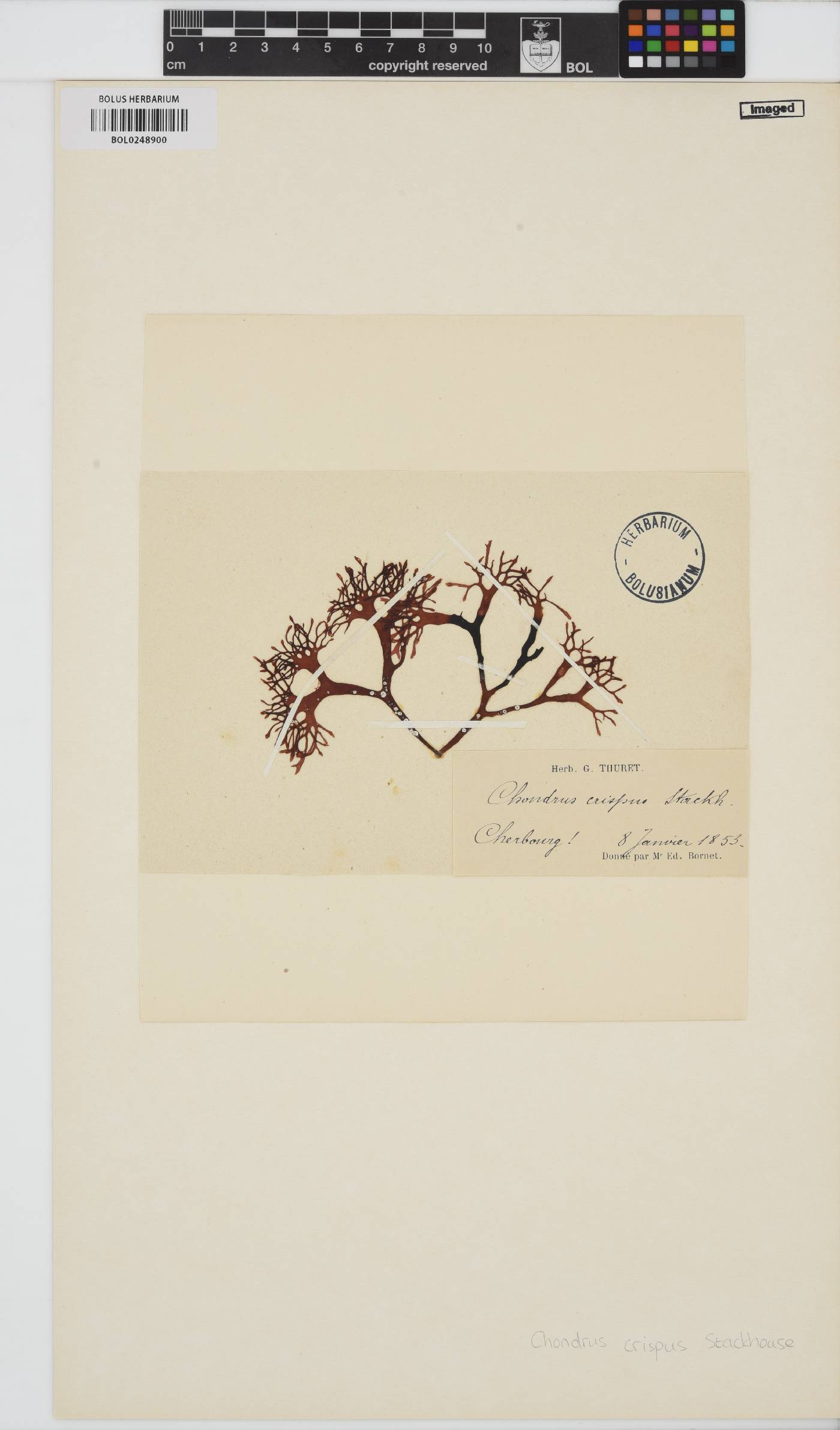 Chondrus crispus image