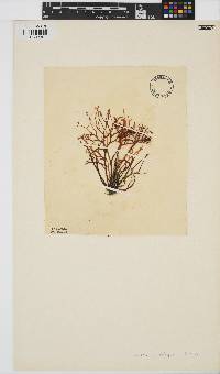 Chondrus crispus image