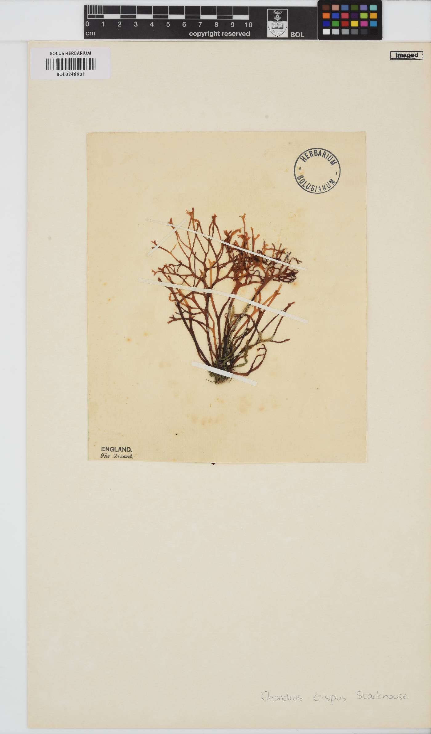 Chondrus crispus image