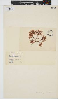Chondrus crispus image