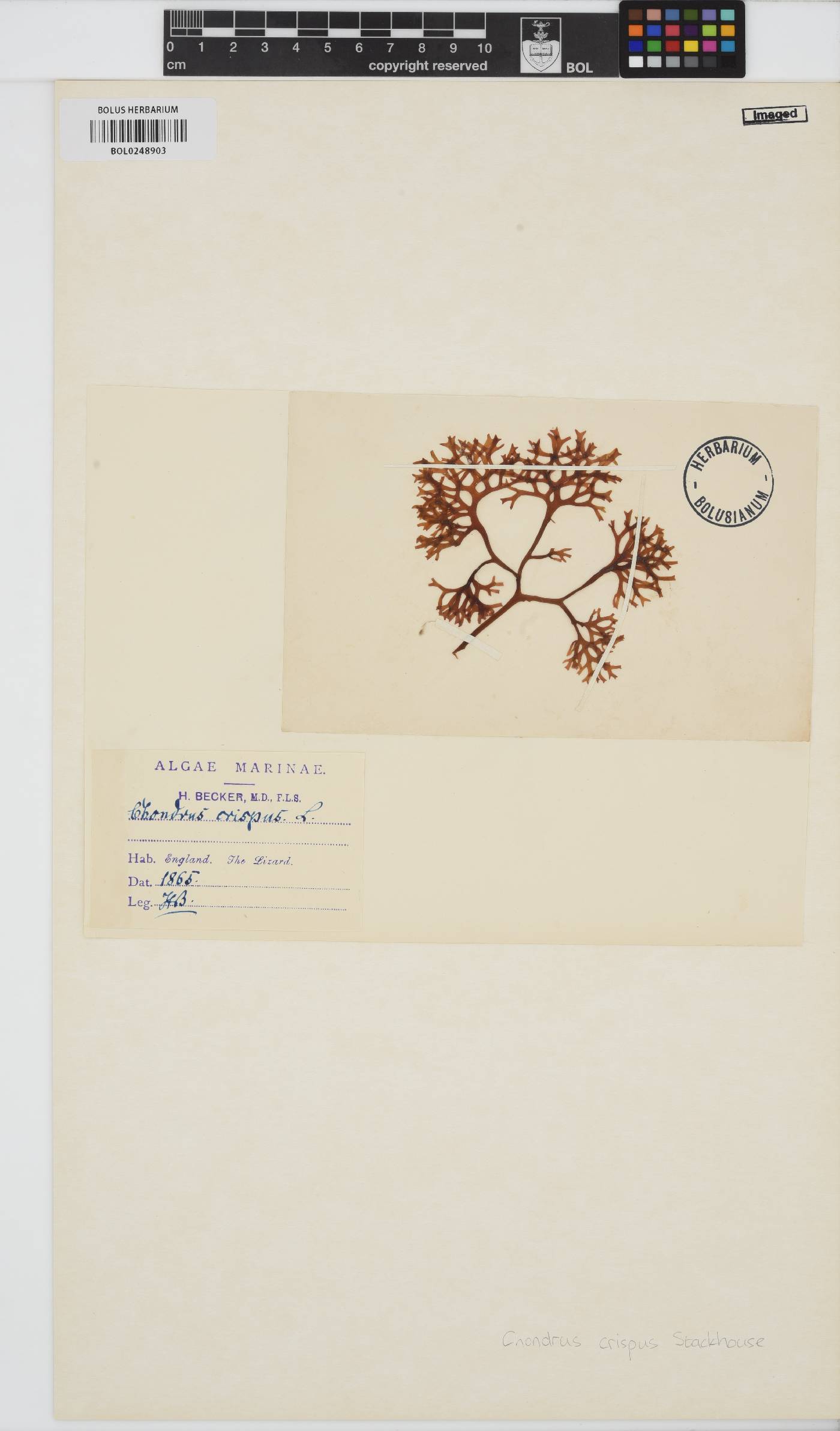Chondrus crispus image