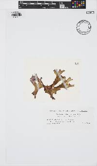 Image of Chondrus ocellatus