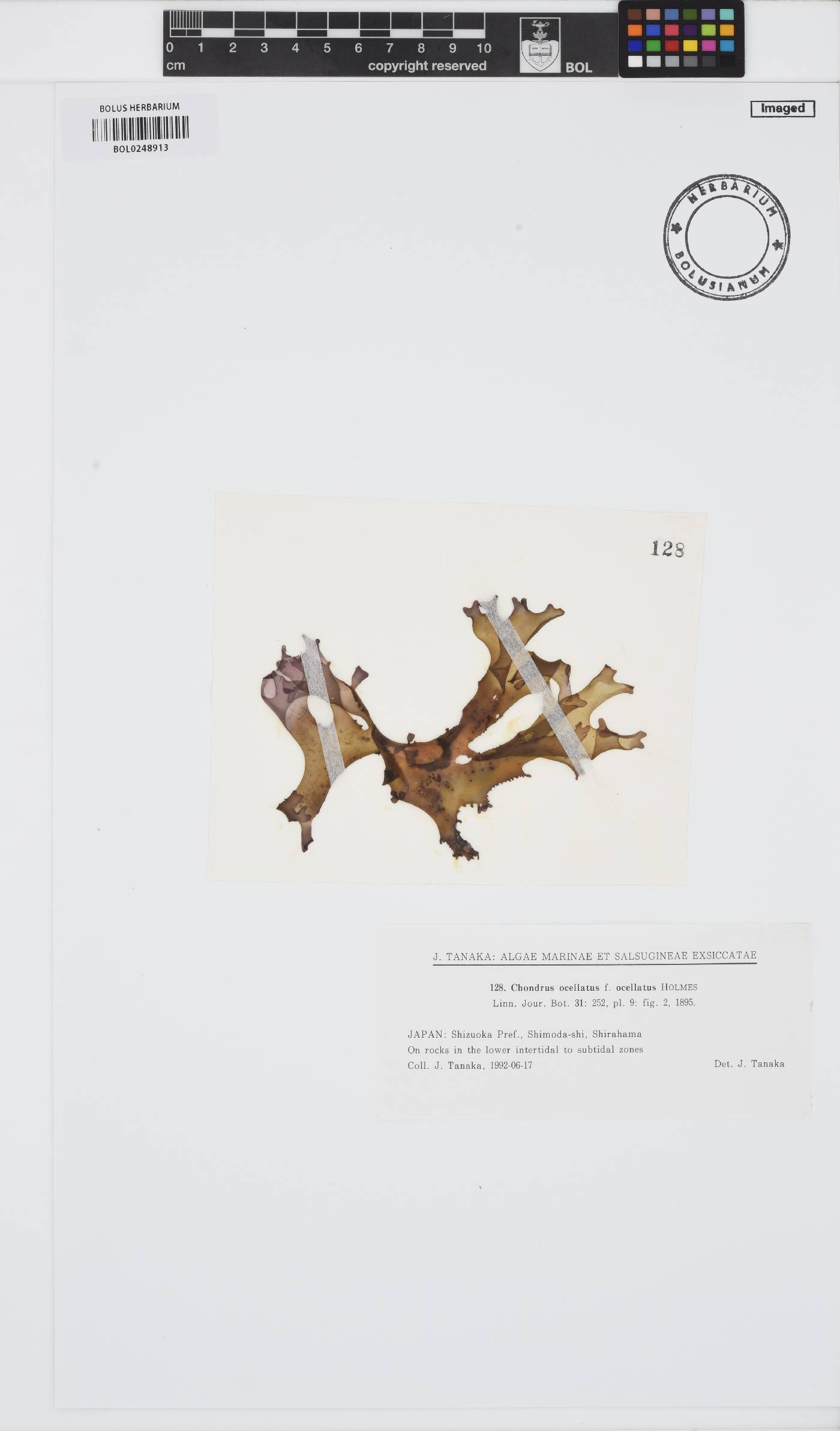Chondrus ocellatus image