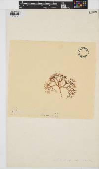 Image of Chondrus violaceus