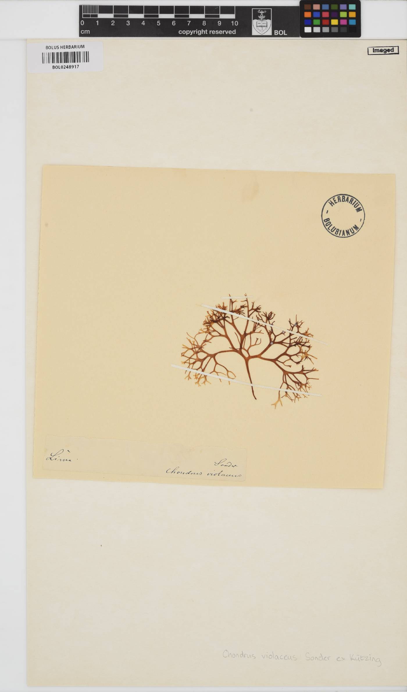 Chondrus violaceus image